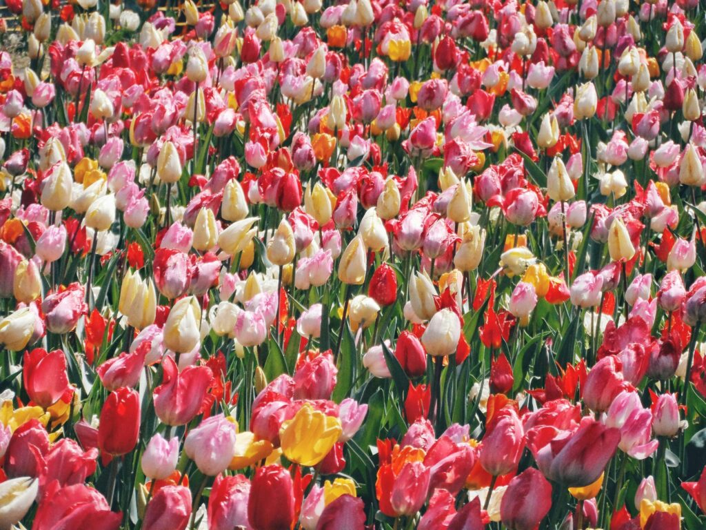 A dense field of vibrant tulips in shades of red, pink, yellow, and white, all standing upright on green stems under bright daylight.